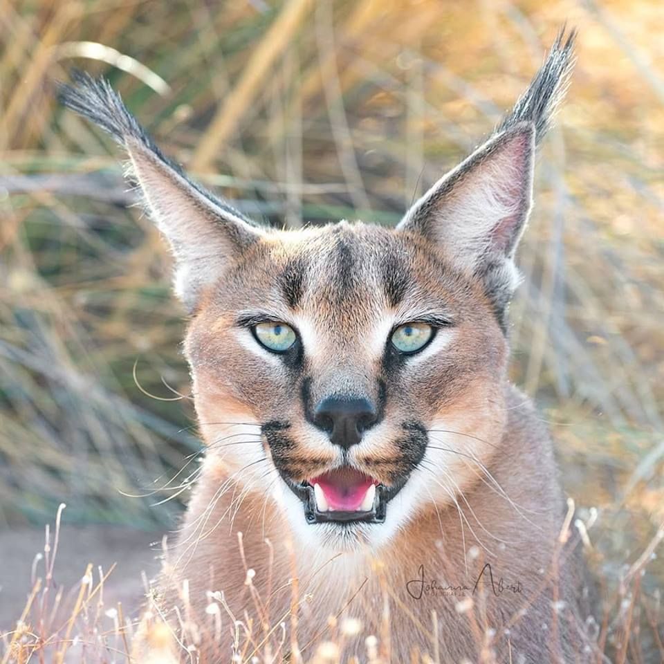 caracal.jpg