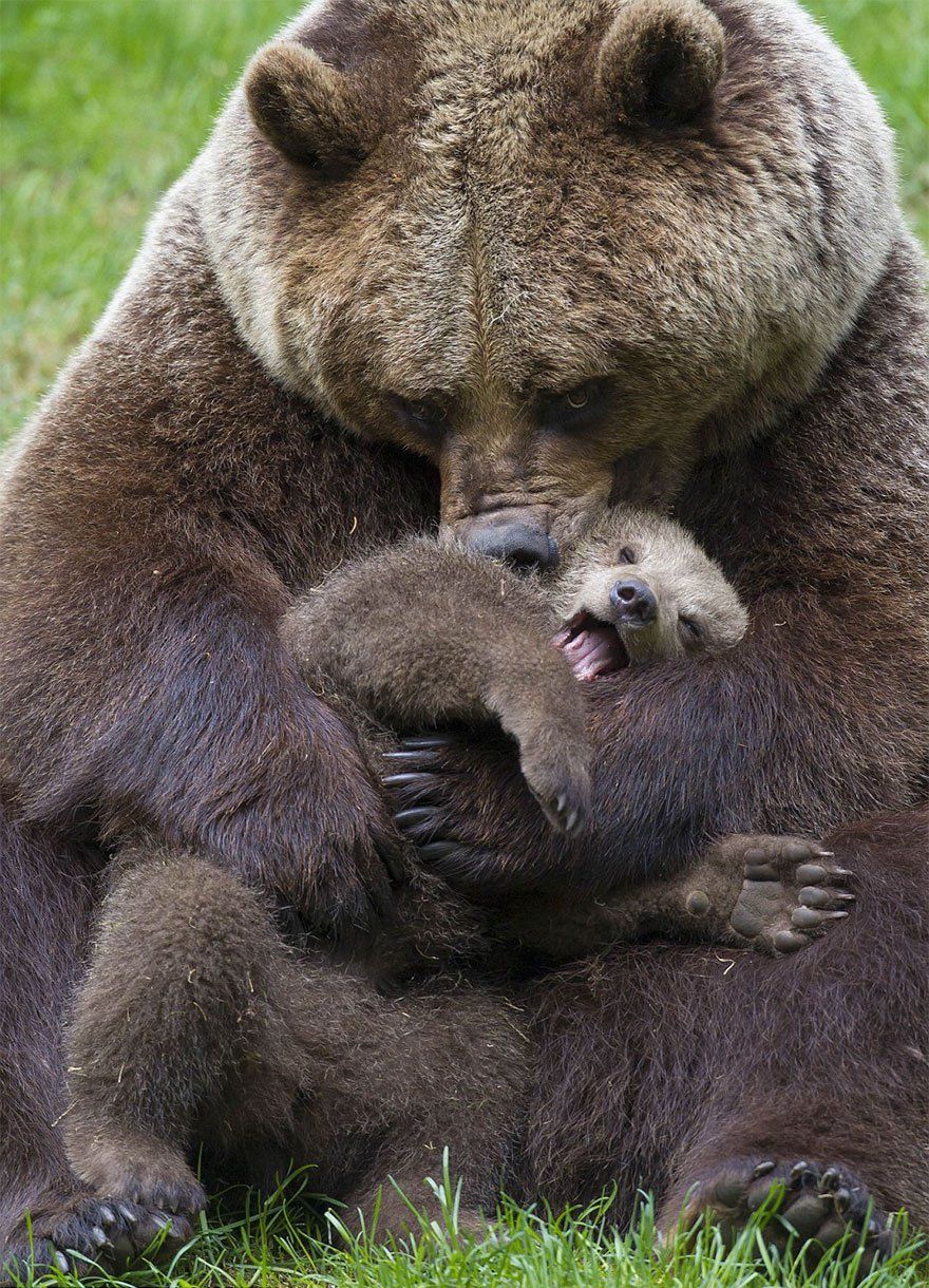 15-Adorable-Photos-Of-Cute-Bear-With-Mumma-Bear-3.jpg