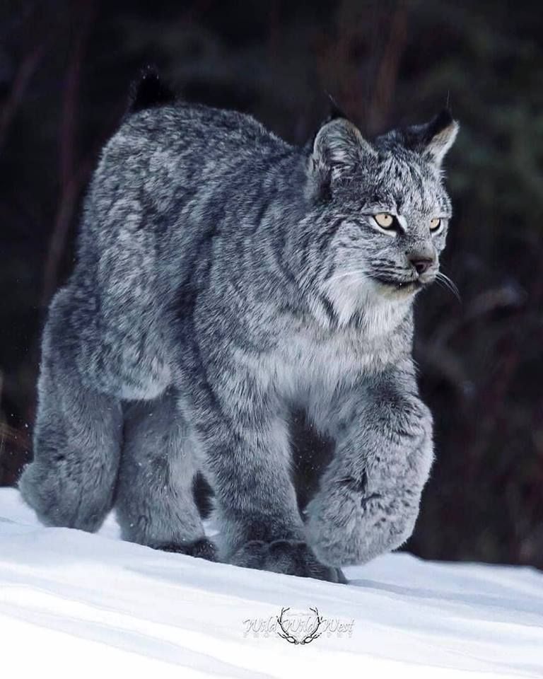 lynx du canada.jpg