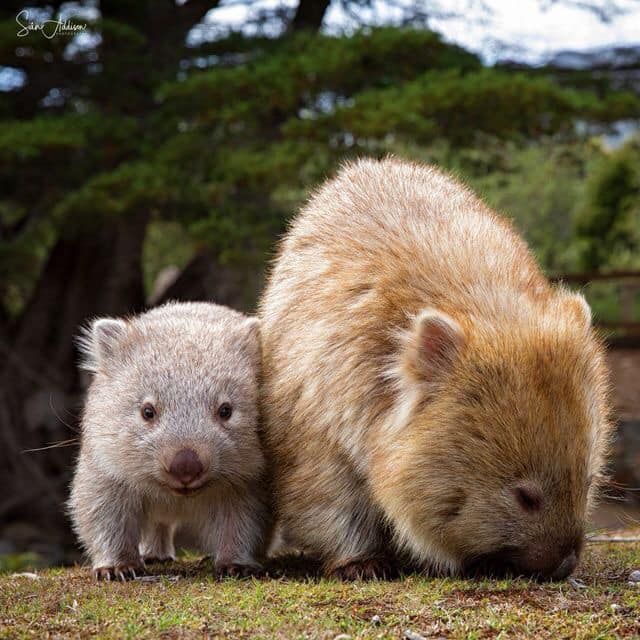 wombat.jpg