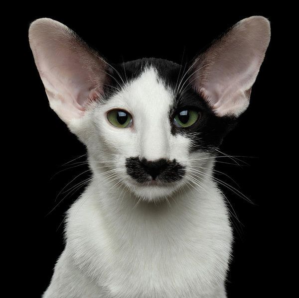 closeup-funny-oriental-shorthair-looking-at-camera-isolated-bla-sergey-taran.jpg