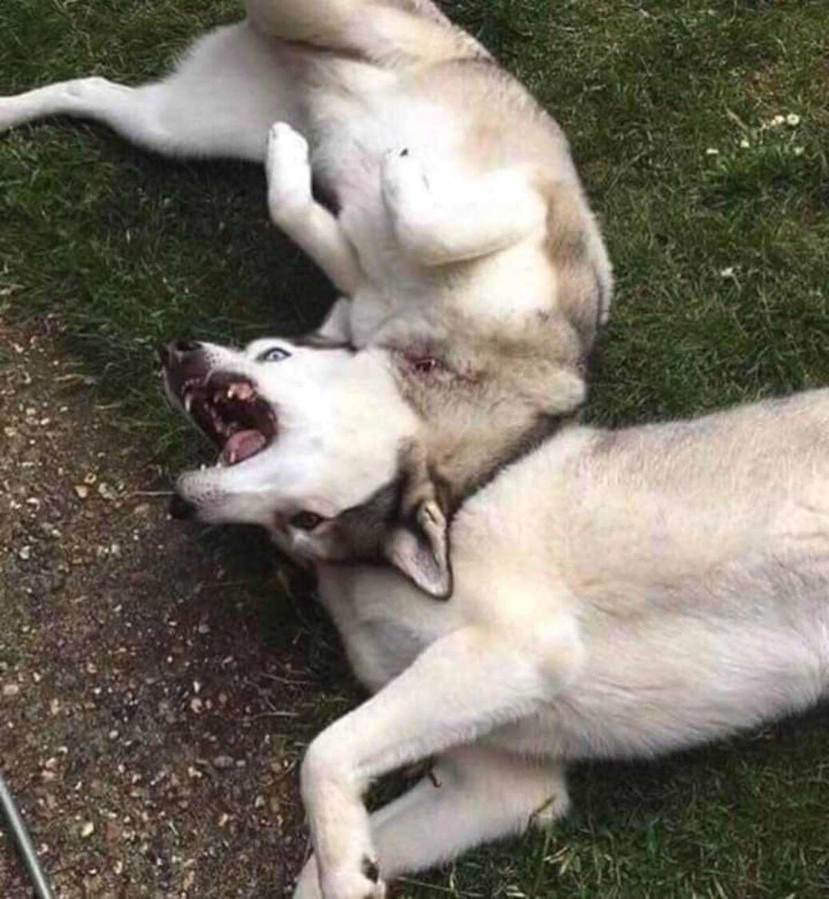 huskies.jpg