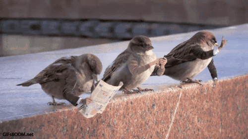 you-dont-need-a-reason-to-enjoy-birds-with-arms-15-gifs-6.gif