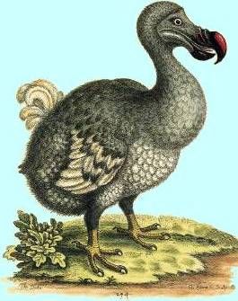 dodo-c.jpg
