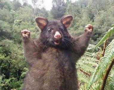 positive possum.jpg